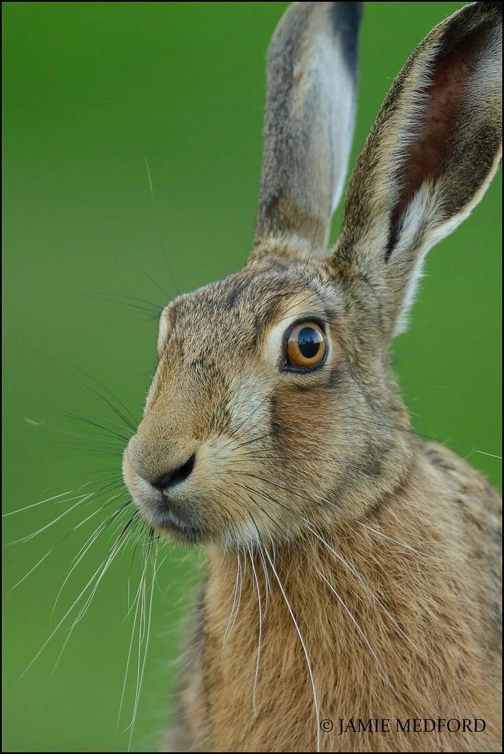 У зайца русака глаза. Заяц Русак (Lepus europaeus). Заяц Русак анфас. Заяц Русак и кролик. Заяц Русак в профиль.