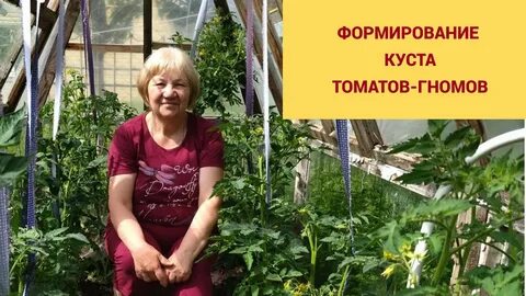 Рассада помидор гномов