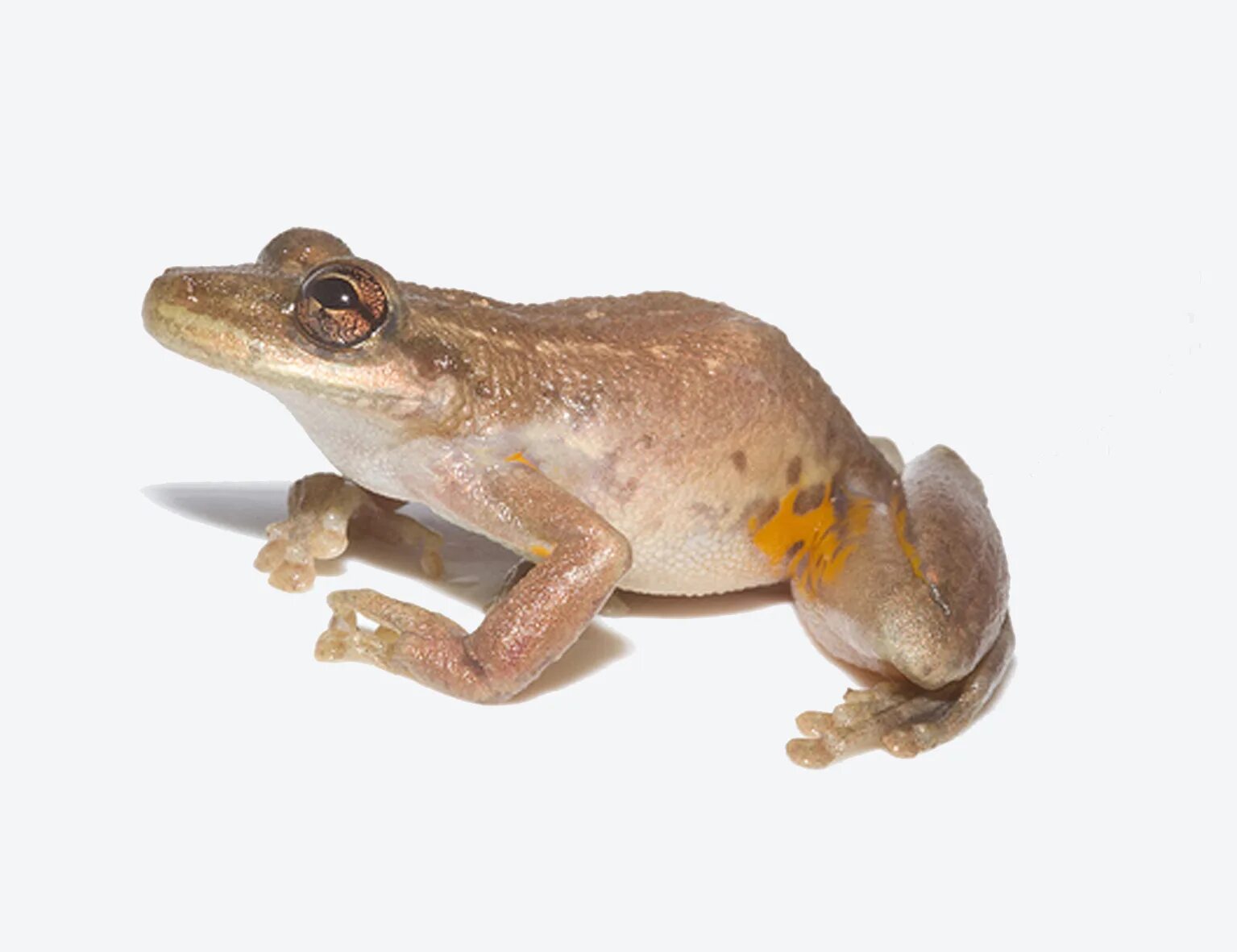 земноводные лягушки и жабы. лягушка рисунок. всех земноводных животных. дети амфибии. бесхвостые амфибии зеленая лягушка.