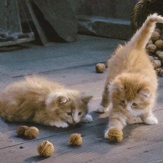Des chats