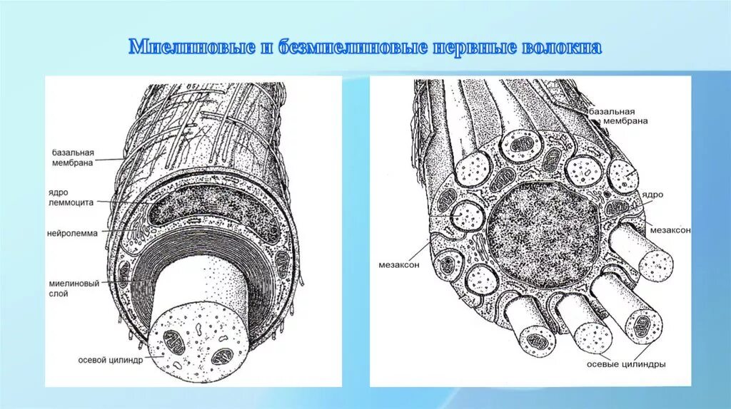 Строение нерва рисунок. Схема строения миелинового и безмиелинового нервного волокна. Схема строения безмиелинового волокна. Строение нервного волокна гистология. Схема строения миелинового нервного волокна.