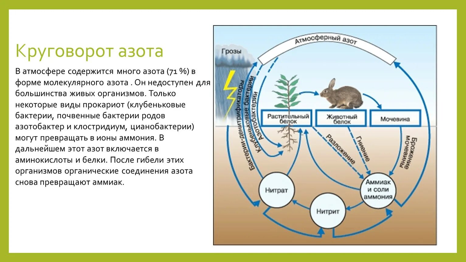 Биологический круговорот в биосфере. Схема биогеохимического круговорота в природе. Биологический цикл азота. Биогеохимический цикл азота схема.