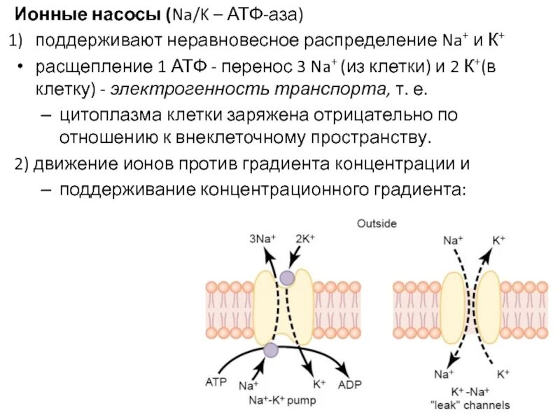 АТФ зависимые калиевые каналы. Na/k ионный насос. Ионный насос клетки. Ионные насосы физиология.