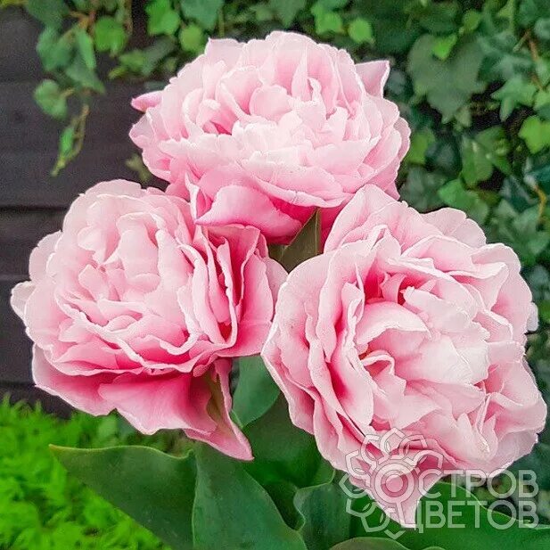Мои тюльпаны. Любимый сад. Lovely garden Дзен