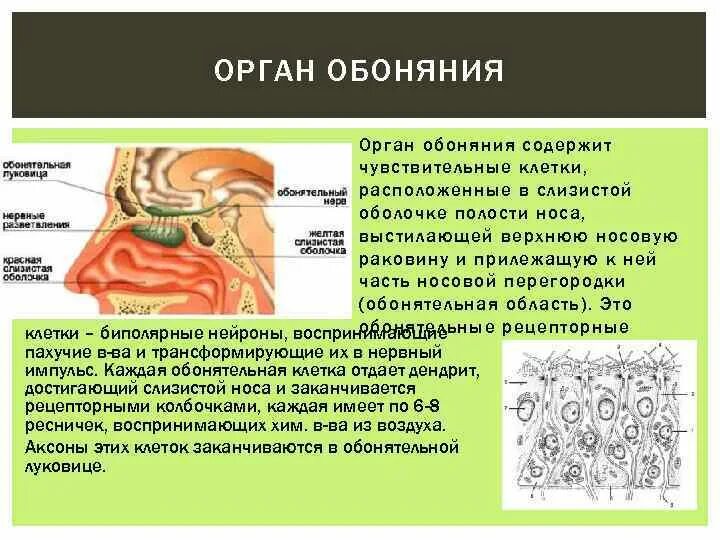 Орган обоняния. Строение обонятельного органа. Строение органа обоняния. Структура органа обоняния.