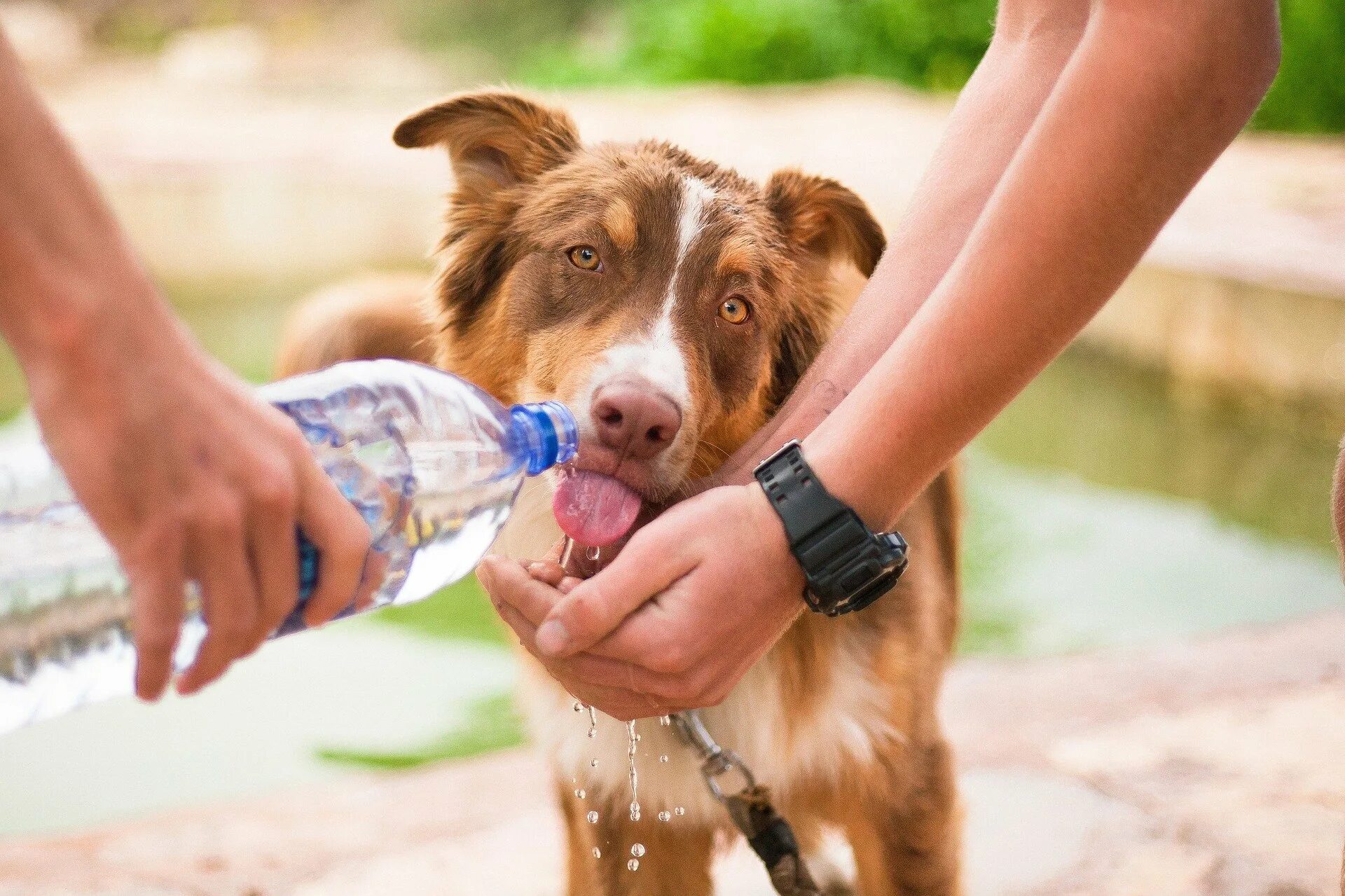 Volunteers help animals. Забота о животных. Забота о домашних животных. Человек заботится о животных. Бездомные животные и человек.