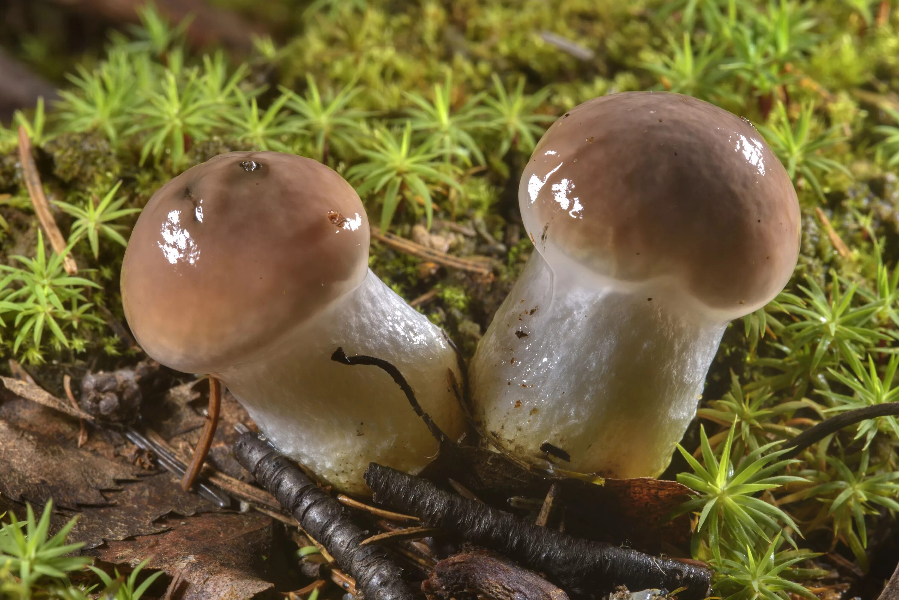 мокруха сосновая мокруха сосновая. мокруха еловая пурпурная сосновая. мокруха еловая пурпурная. мокруха пурпуровая (chroogomphus rutilus). гриб мокруха пурпуровая двойник.