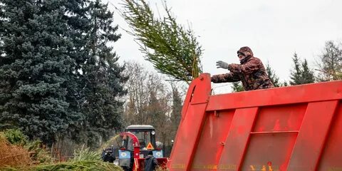 Ели открыли