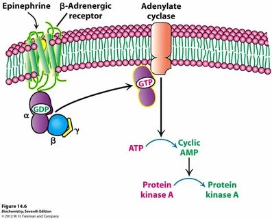 Receptor