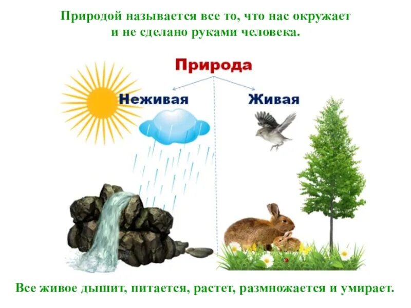 Питается размножается растет