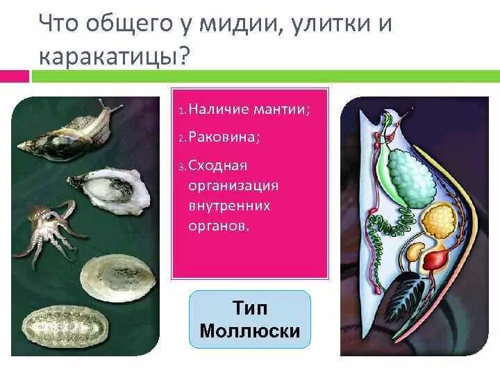 Тип развития каракатицы. Мидии и улитки. Мидия, улитка и каракатица. Какой Тип развития характерен для лекарственной каракатицы.