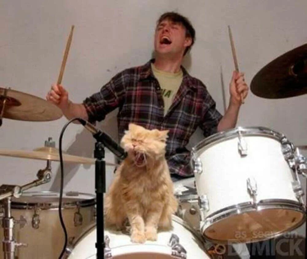 Жил 1 музыкант. Котик с барабанами. Котик музыкант. Забавные музыканты. Кошачий концерт.