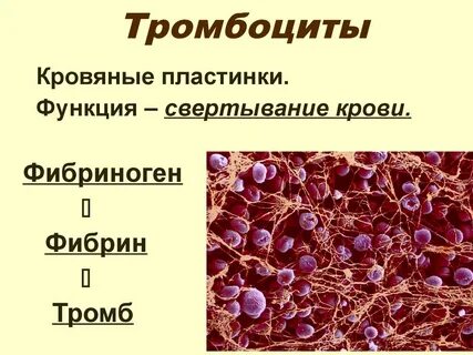 Строение тромбоцитов