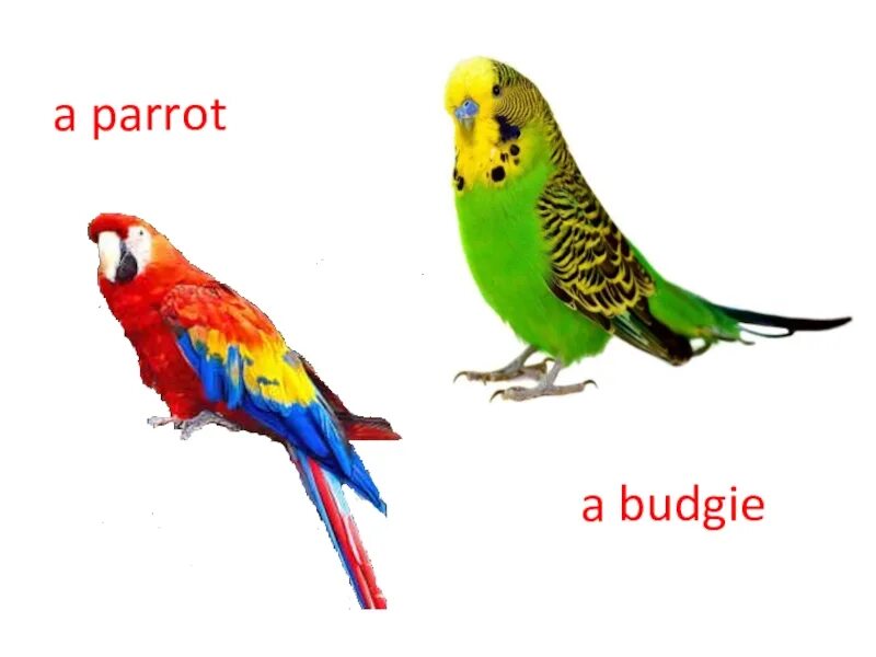 Budgie транскрипция. Budgie Parrot разница. Баджи попугай. Различие между Budgie and Parrot.