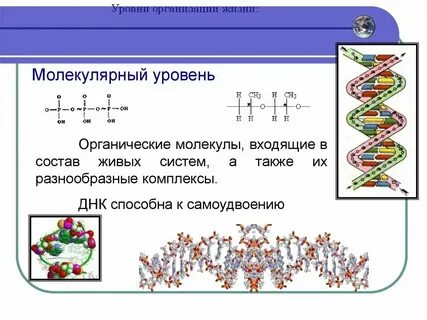 Уровень пример молекулярный хлорофилл онежское озеро