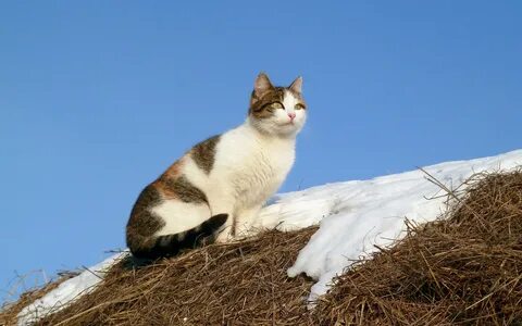 Кошка абрамова