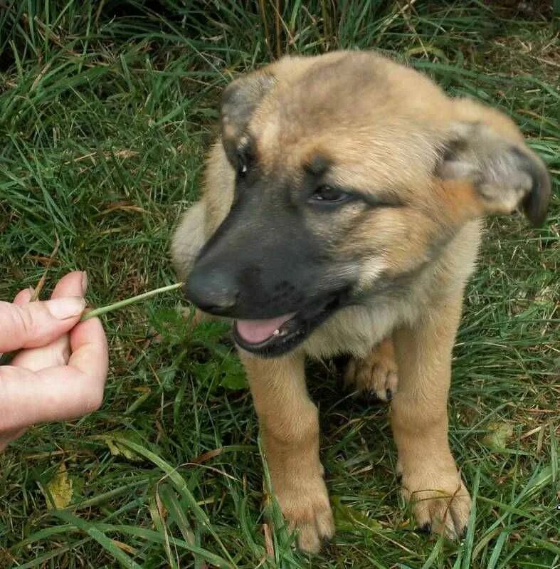 немецкая овчарка и дворняжка. помесь дворняжки и овчарки. метис овчарки и дворняги. собака метис овчарки и дворняги. собака метис немецкой овчарки.