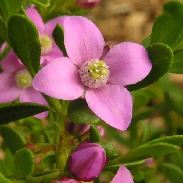 Муррайя метельчатая. Мурайя ягоды. Murraya paniculata. Муррайя метельчатая цветки. Кустарник семейства рутовых 6.