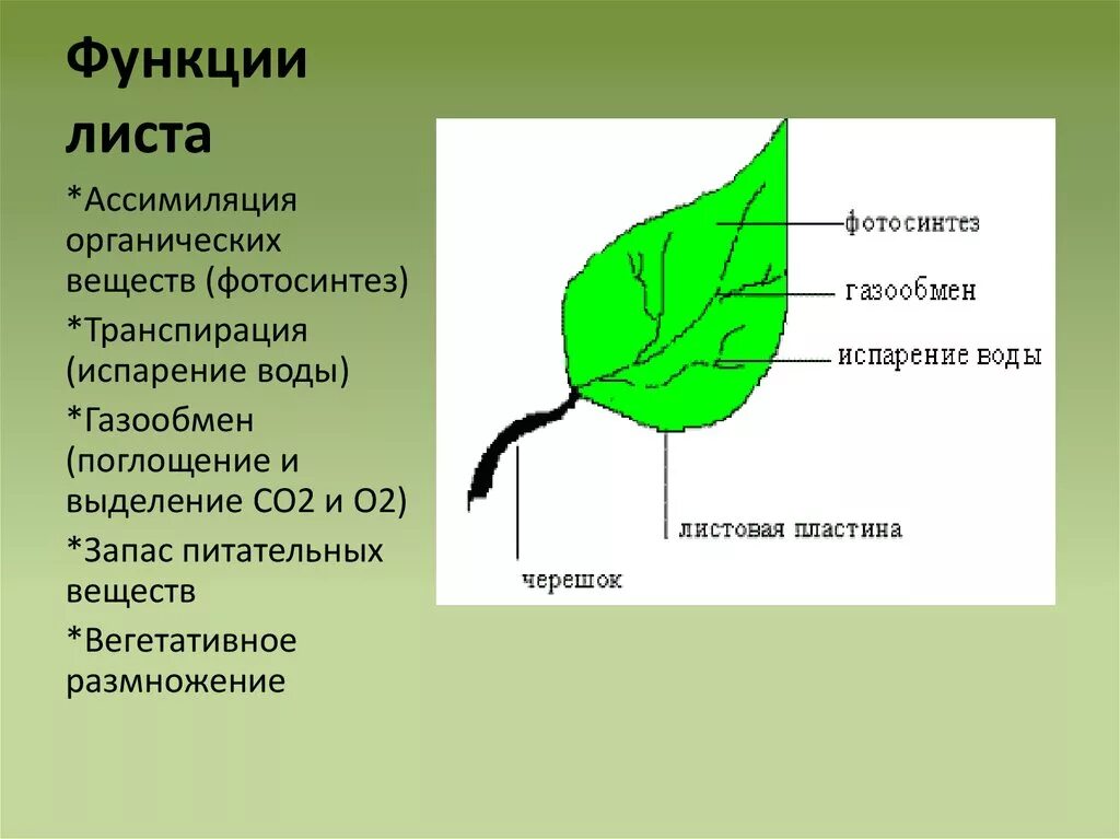 Урок биологии внешнее и внутреннее строение листа. Биология 6 класс лист функции листа. Три основные функции листа. Основные функции листа растения. Функция газообмена у листа.