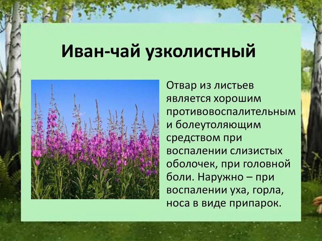 Какие растения встречаются в природе свердловской области