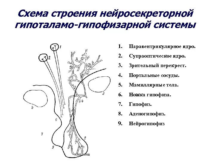 В работе гипоталамо гипофизарной системы заложен принцип. 6. Гипоталамо-гипофизарная система. Схема строения гипоталамо гипофизарной нейросекреторной системы. 3. Схема строения гипоталамо-гипофизарной нейросекреторной системы. Гипоталамо-гипофизарная система схема 8 класс.