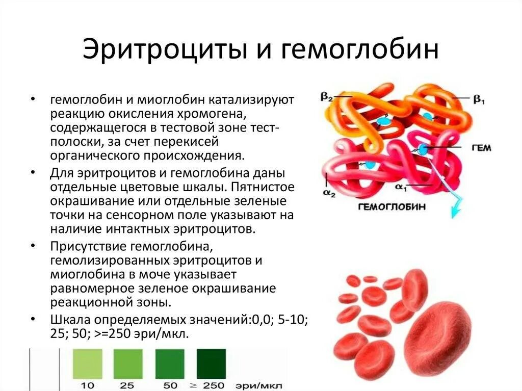 Гемоглобин и эритроциты разница. Строение гемоглобина а1. Строение эритроцита человека гемоглобин. Эритроциты их строение и функции. Гемоглобин..