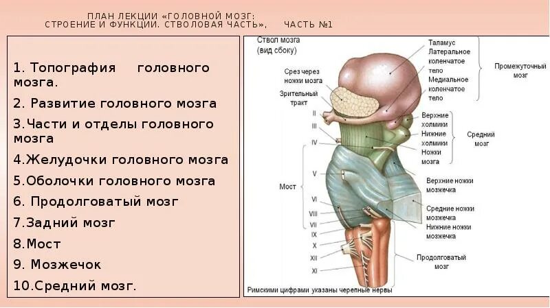 Функции ствола мозга человека. Стволовая часть головного мозга таблица. Мозговой ствол топографическая анатомия. Топография ствола головного мозга. Расположение отделов ствола головного мозга.