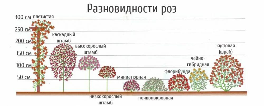 Как отличить розы