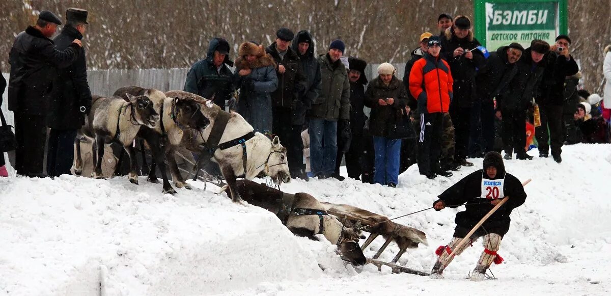 День оленевода воркута. Воркута апрель день оленевода. Праздник оленевода в воркуте. Воркута олени. Оленевод воркута.