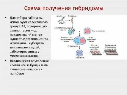 Метод получения гибридных клеток