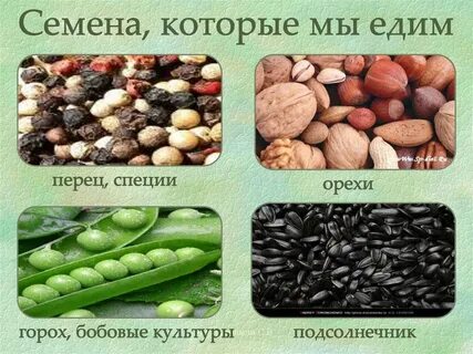 Виды семян названия