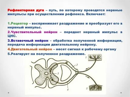 Трансформируют внешние раздражители в нервные импульсы поступающие