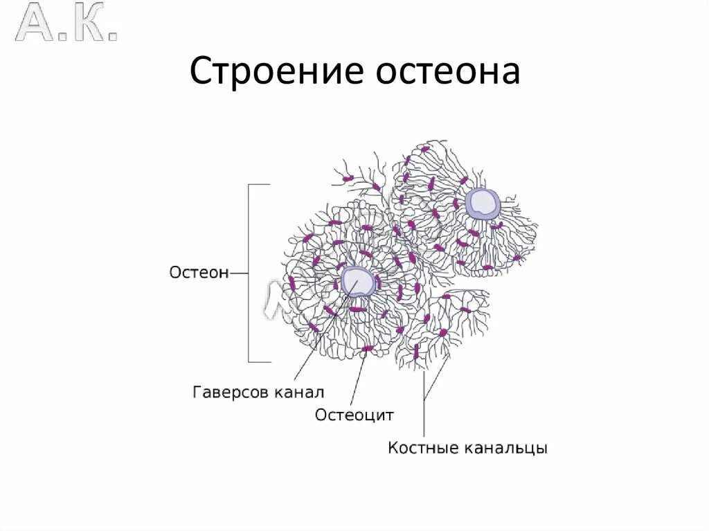 Структурная единица кости. Схема строения остеона. Схема остеона анатомия рисунок. Схема строения остеона гистология. Схема строения остеона анатомия.