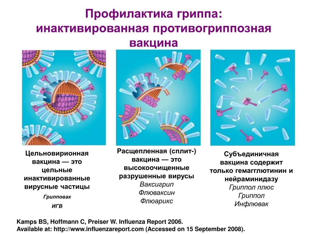 Грипп инактивированные вакцины. Типы вакцин от гриппа. Субъединичные вирусные вакцины. Типы вакцин от гриппа иллюстрации. Субъединичные вакцины против гриппа.