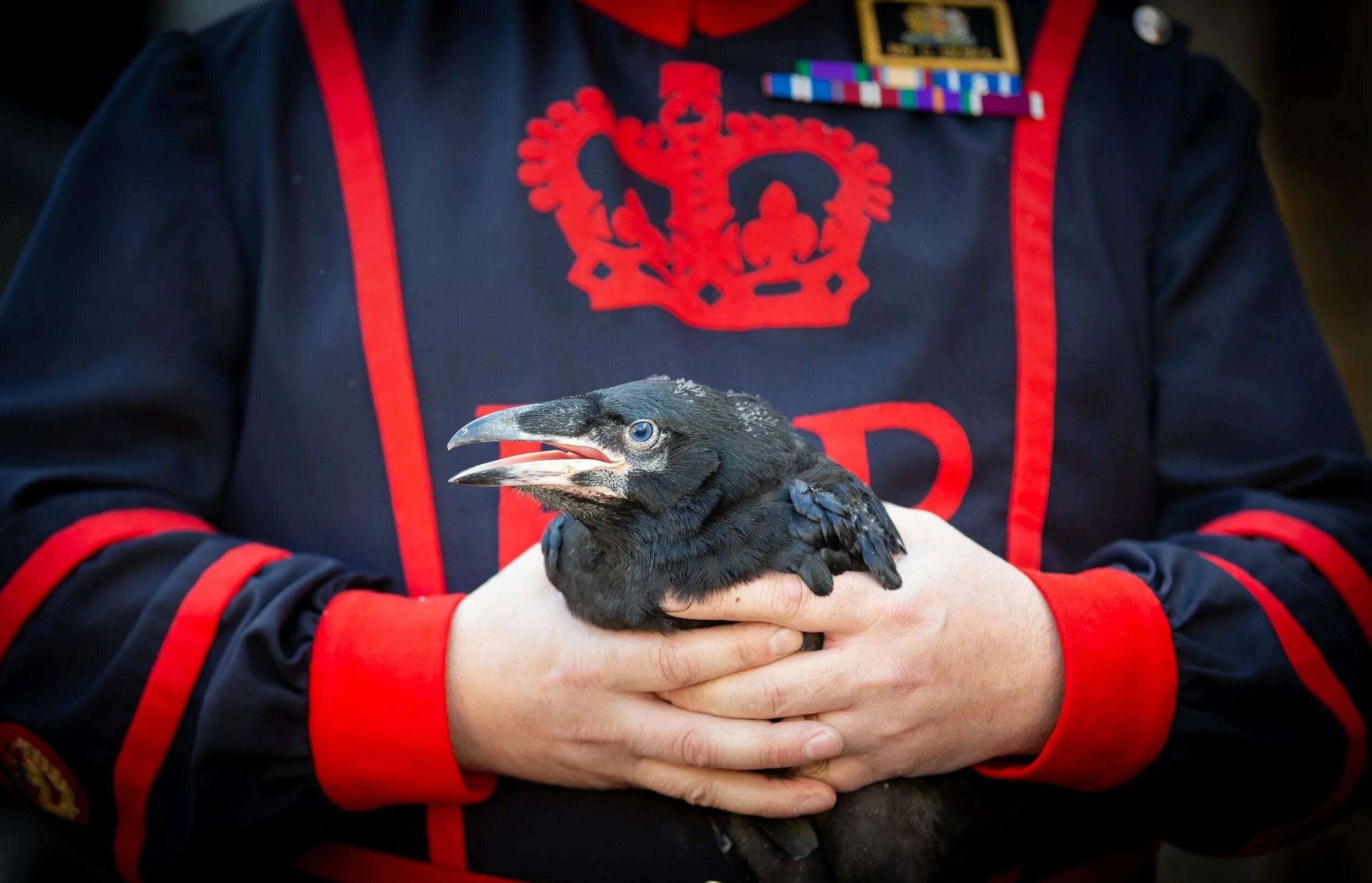 The ravens are the unique. Tower of London Ravens. Тауэр в Лондоне вороны. Вороны лондонского Тауэра Легенда. Вороны в лондонском Тауэре.