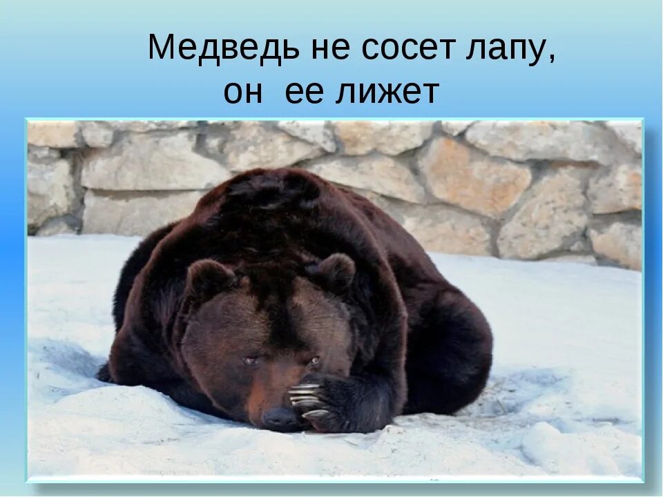 Спящий медведь. Смешной медведь зимой. Берлога медведя. Медведь в берлоге лапу