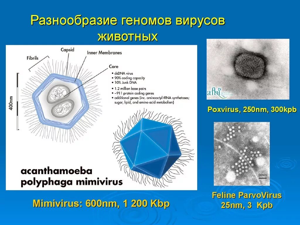 3 вируса животных. Мимивирус. мимивирусы строение. геном вируса. многообразие вирусов у животных.