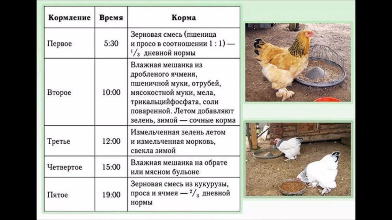 Сколько яиц можно под курицу