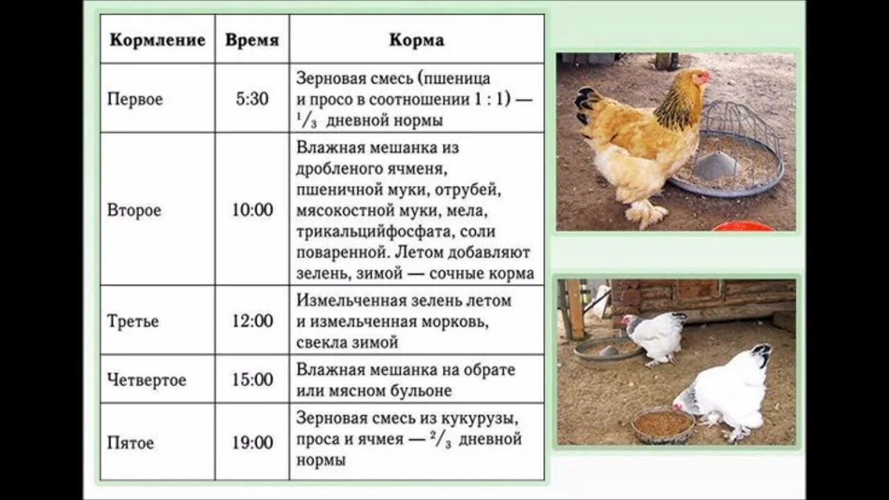 Сколько дней курица высиживает яйца до цыпленка. Схема кормления цыплят несушек. Схема кормления кур несушек. Куры цыплята породы Брама. Схема питания цыплят несушек.