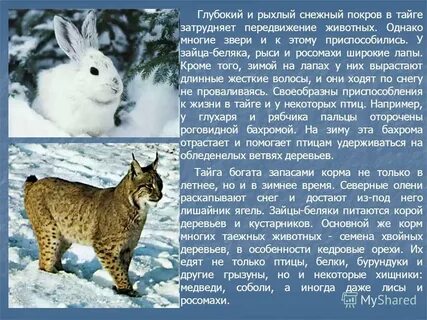 Тайга животные и температура