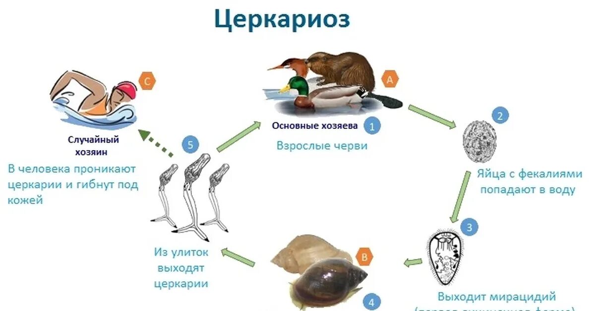 Сколько длится зуд. Церкариоз (зуд купальщика). Церакиоз зуд купалщика. Жизненный цикл церкарии.