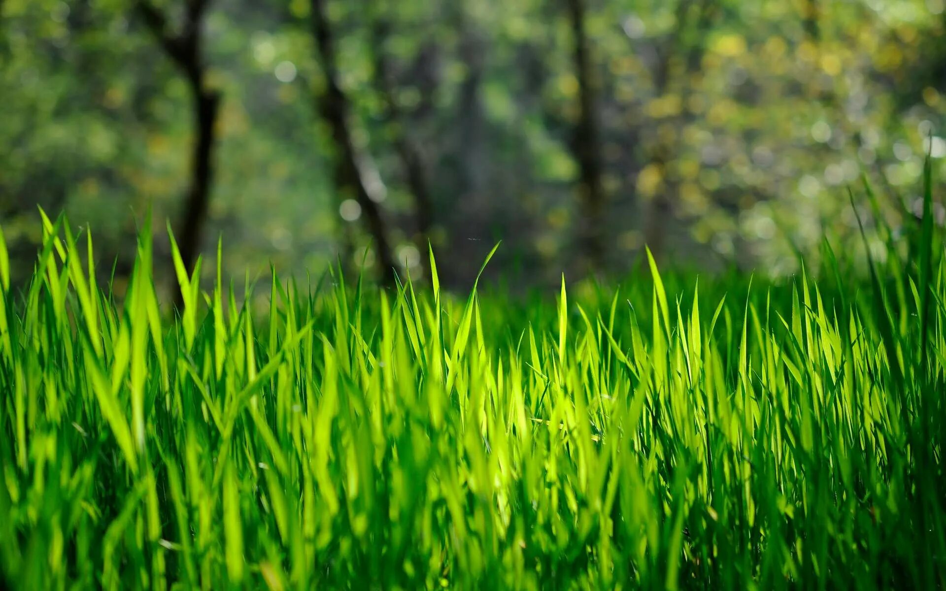 Grass network. Зеленая трава. Трава фон. Зеленая природа. Весенняя трава.