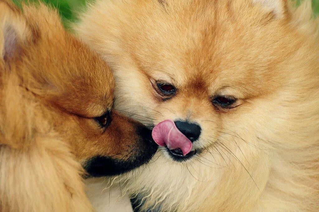 Шпиц померанский в период пыжика. Натистарс шпиц мой друг. Шпиц мой друг. Шпиц цвет мерлин. Щенки шпица в добрые сафоново.