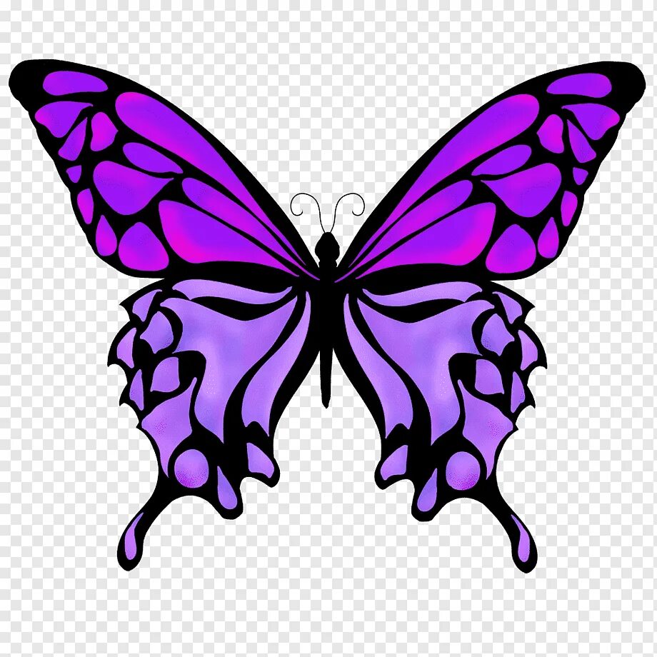 Фиолетовые бабочки картинки. Бабочка Махаон фиолетовый. Бабочка рисунок. Бабочки розово сиреневые. Бабочки цветные.