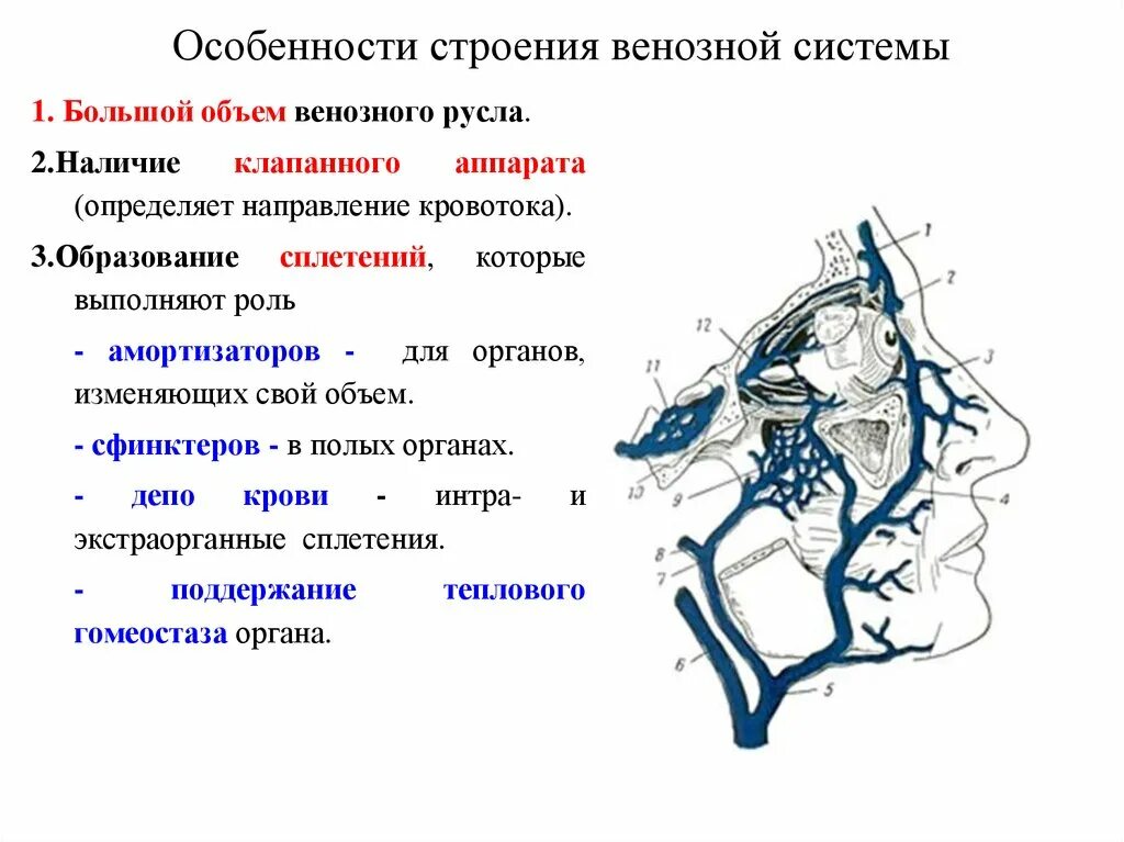 Структура венозной системы. Общая схема венозной системы. Схема строения венозной системы. Строение вены анатомия.