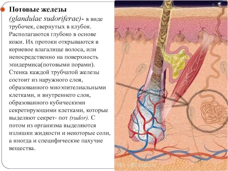 Потовые железы расположены в ответ. Строение кожи потовая железа. потовые железы располагаются. потовые железы анатомия. апокриновые потовые железы расположены.