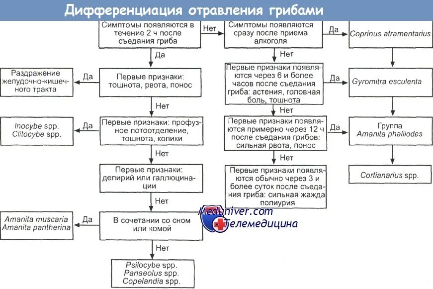 При отравлении грибами следует принять обезболивающее лекарство. Патогенез отравления грибами. отравление грибами симптомы. отравление поганкой симптомы.