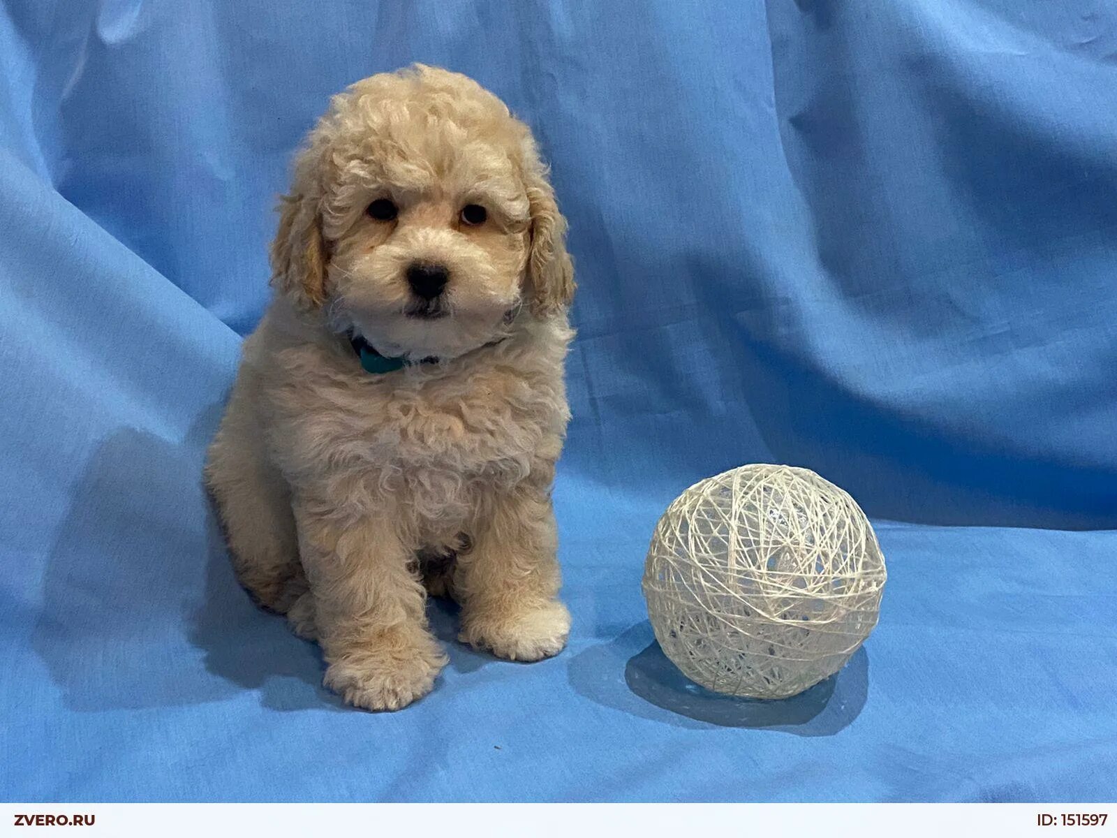 Той пудель питомник. Карликовый пудель щенок. Карликовый пудель малыш. Той пудель мини. Той пудель мини.