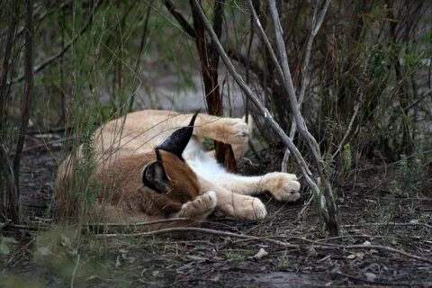 Дикие кошки охотятся