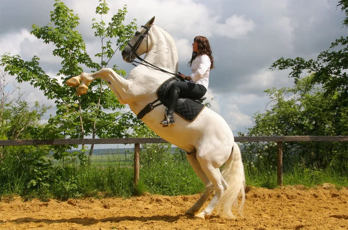Человек около лошади. Уздцы. Придерживать лошадь за недоуздок. Женщина ведёт лошадь. Держи коней.